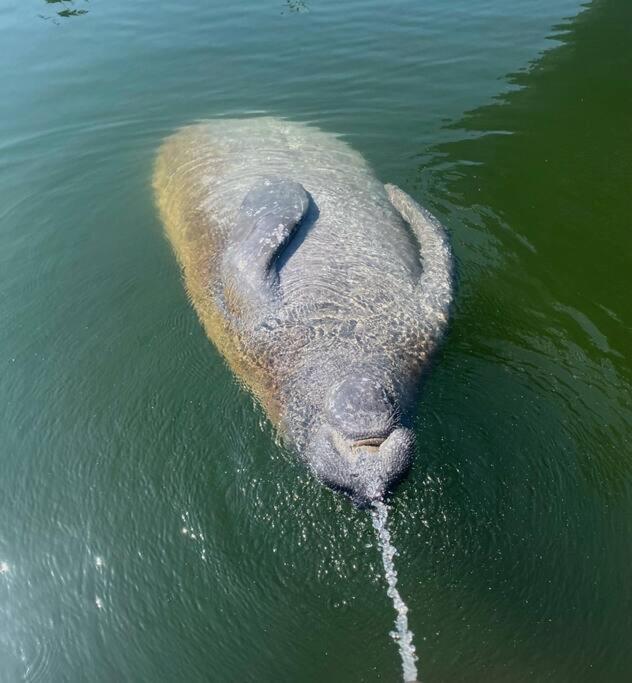 キーウェスト Aruba - Downtown Waterfront 2X2 Dock & Pool Pet-Friendlyヴィラ エクステリア 写真